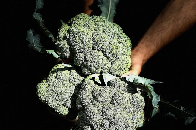 Artigianalita orto chiasso