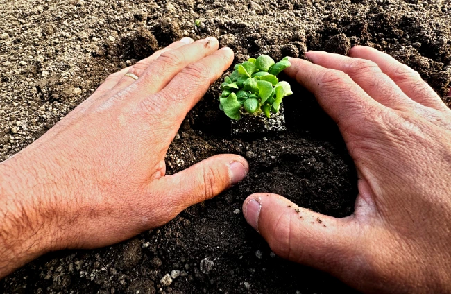 Orto coltivare verdure