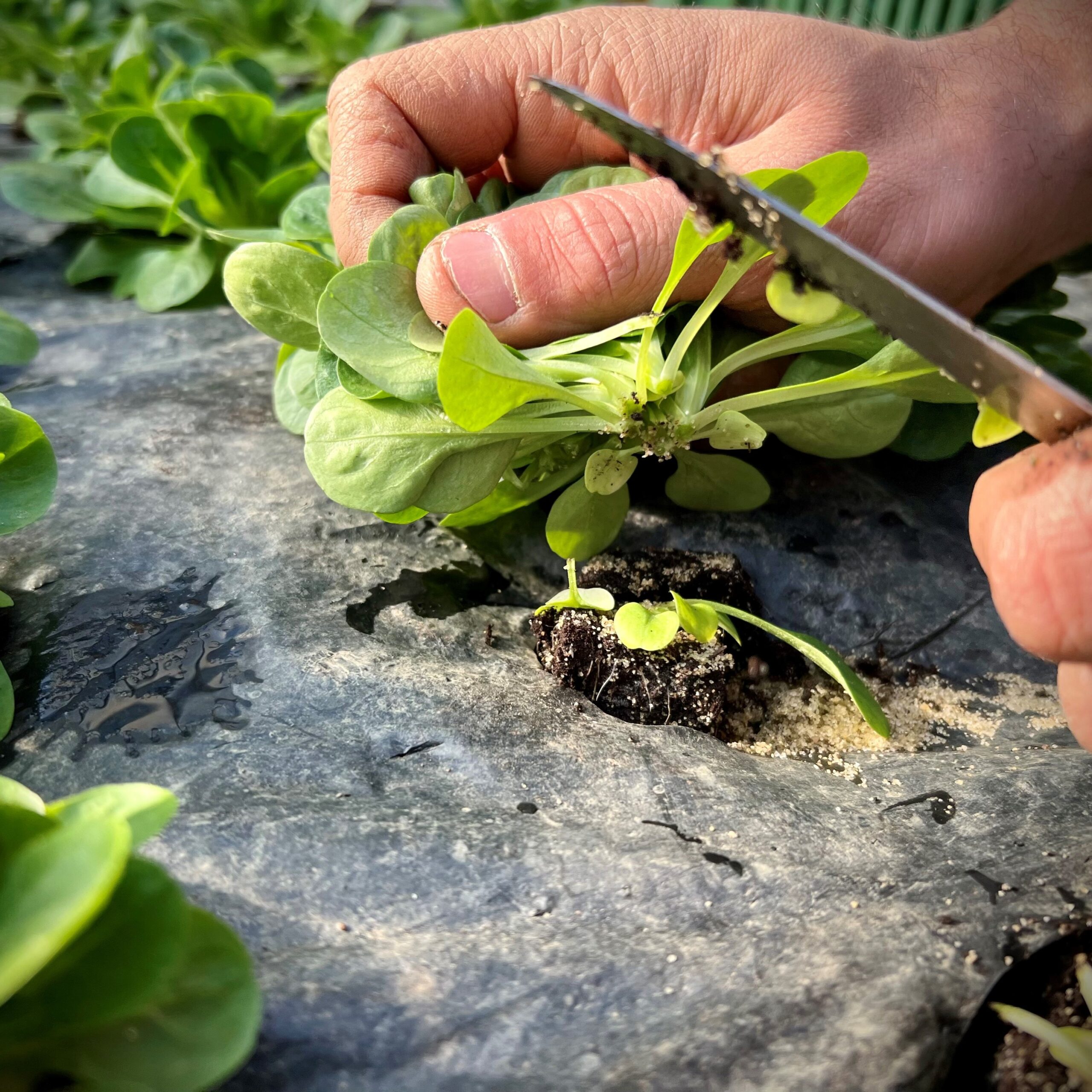 RUCOLA